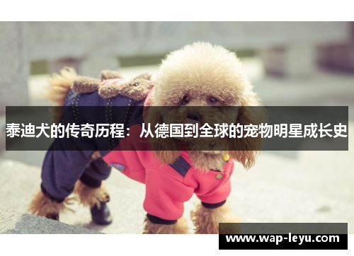 泰迪犬的传奇历程：从德国到全球的宠物明星成长史